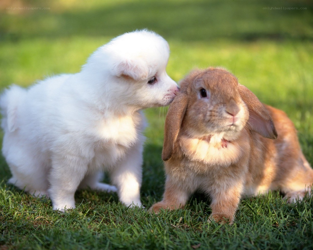 Puppy and rabbit playing together