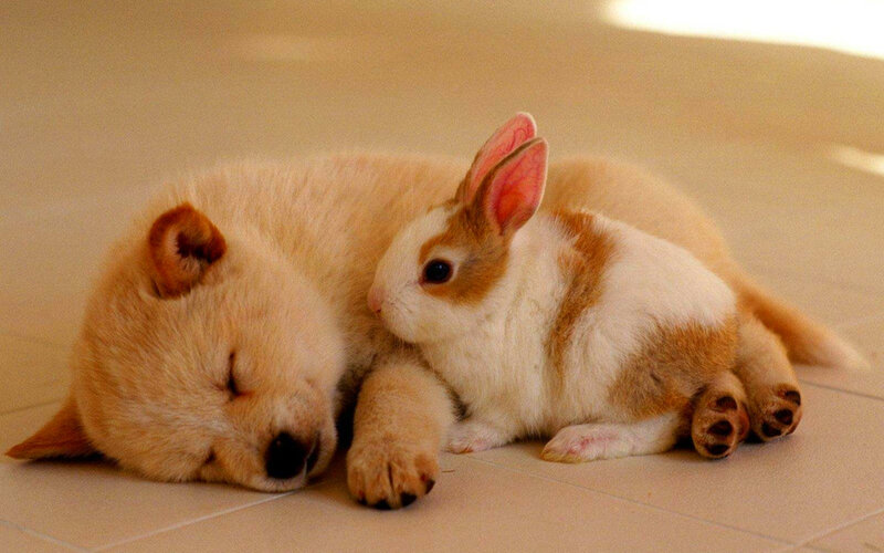 Puppy and Rabbit Sleeping — Beige
