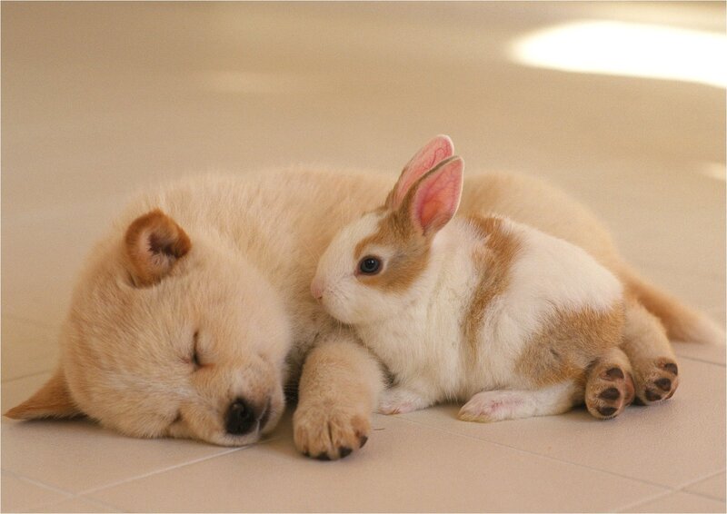 Puppy and Rabbit Sleeping