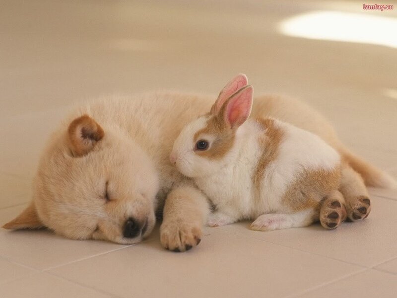 Puppy and rabbit sleeping together