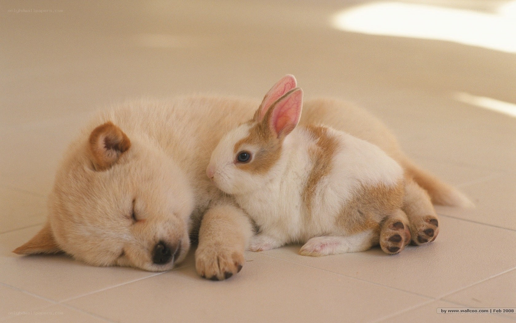 Puppy and rabbit sleeping together