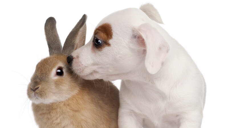Puppy and Rabbit