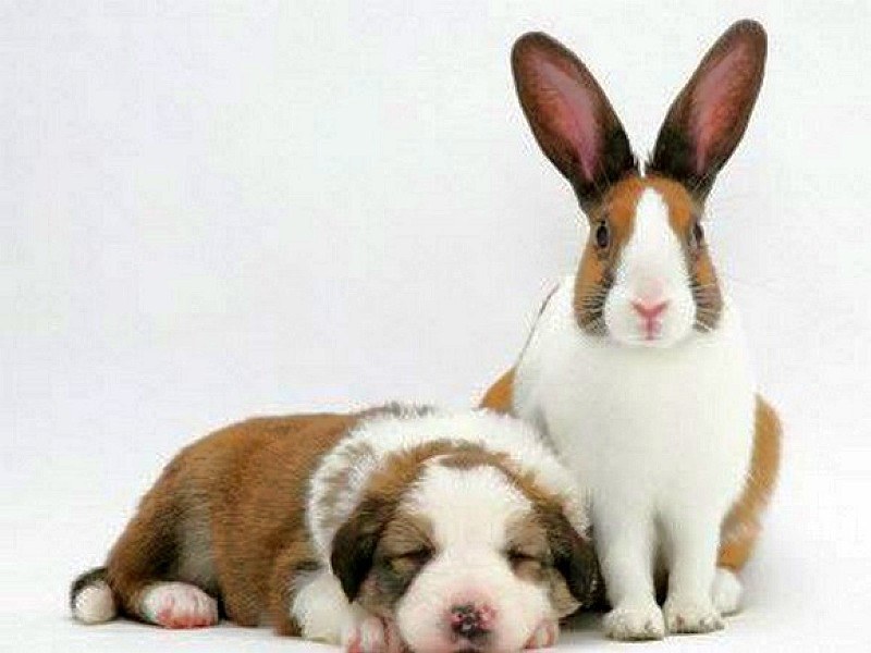 puppy and rabbit together