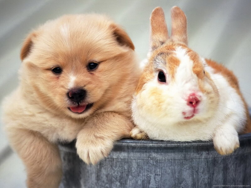 Puppy and Rabbit Together — Brown, Calm