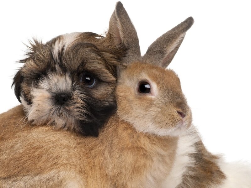 Puppy and Rabbit Together — Brown