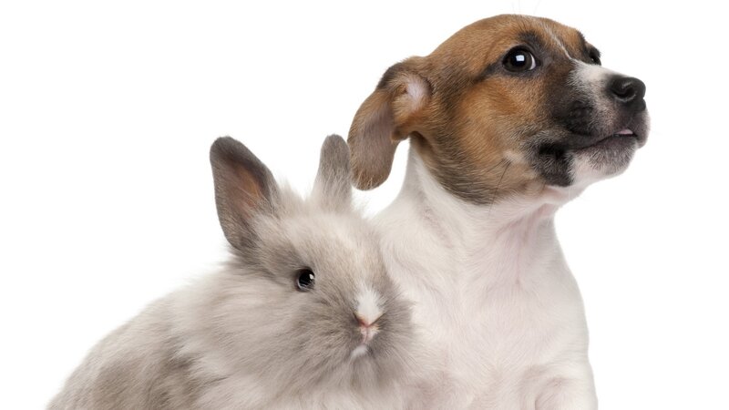 puppy and rabbit together