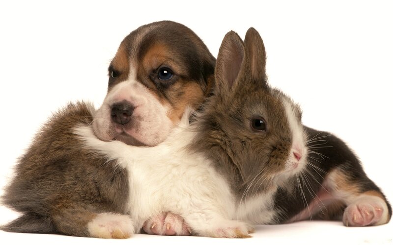 Puppy and Rabbit Together — White, Calm