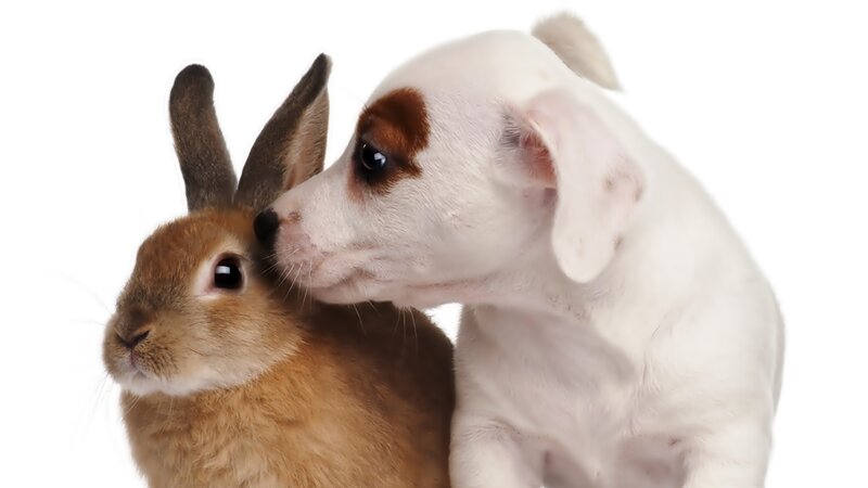 Puppy and Rabbit — White, Calm