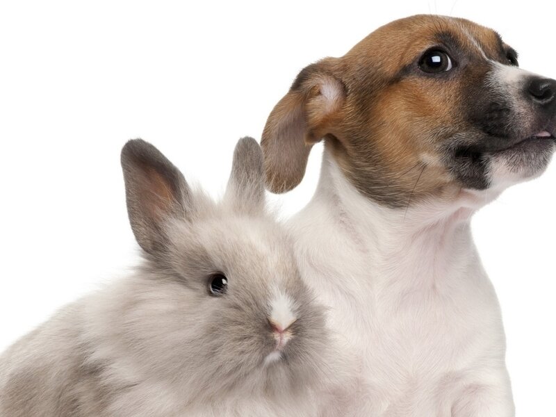 Puppy and Rabbit — White