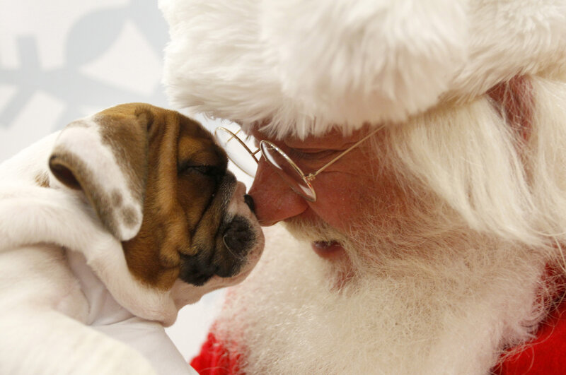 Puppy and Santa Claus