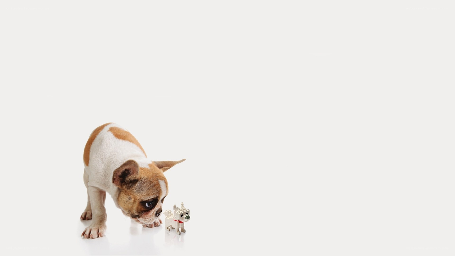 puppy and toy dog
