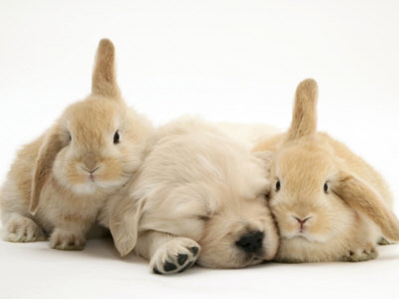 Puppy and Two Bunnies