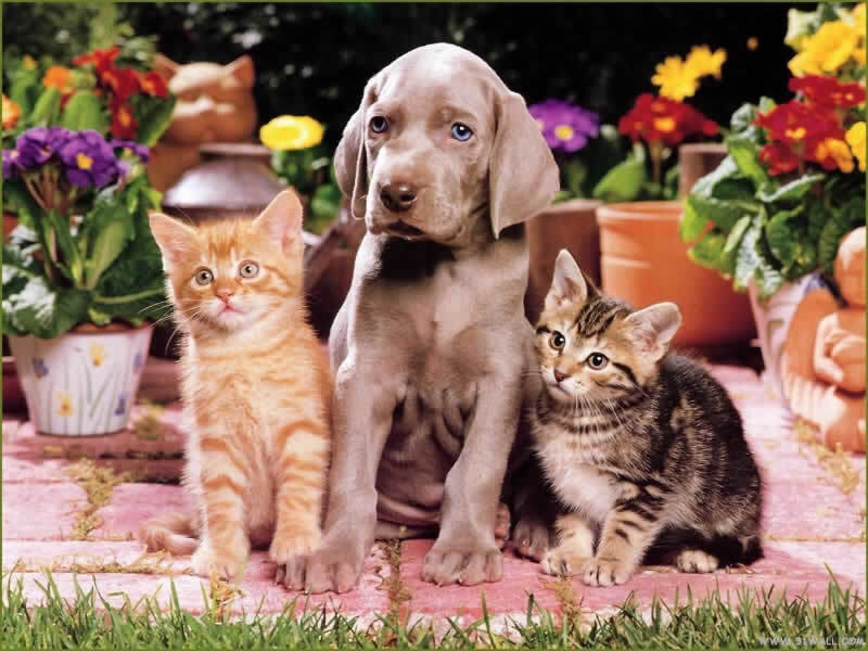 Puppy and Two Kittens — Gray