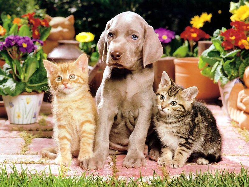 puppy and two kittens in garden