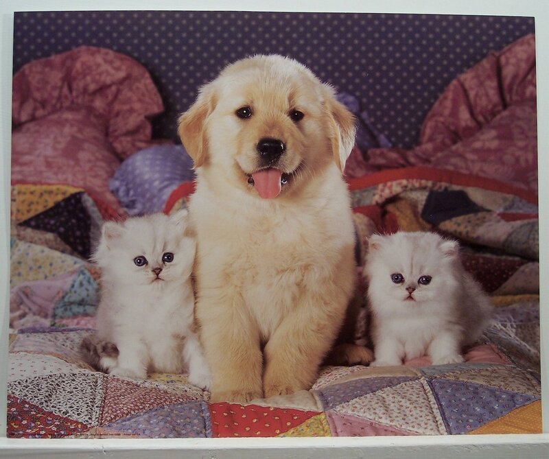 puppy and two kittens