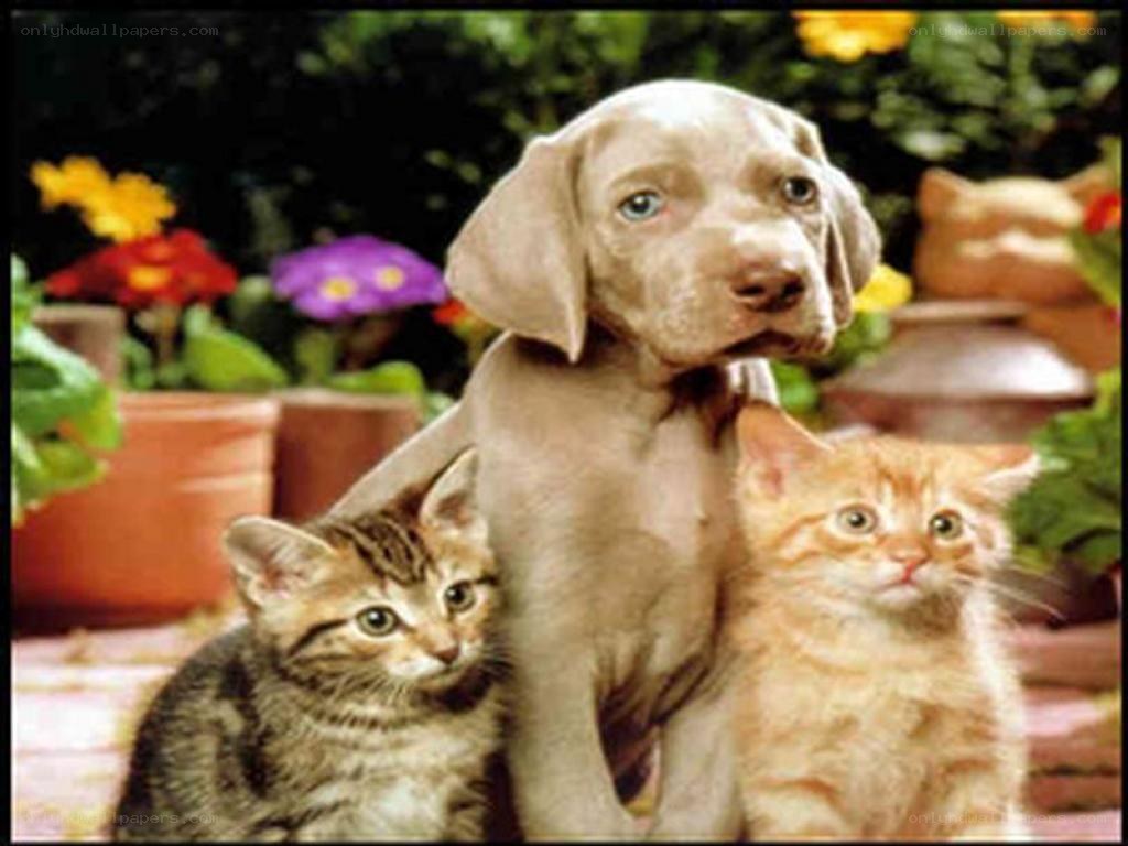 puppy and two kittens together