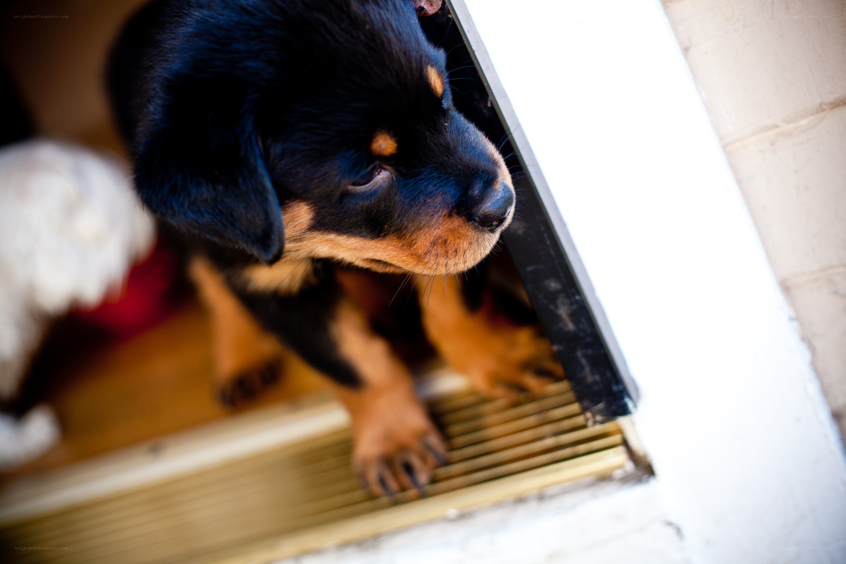puppy at the door