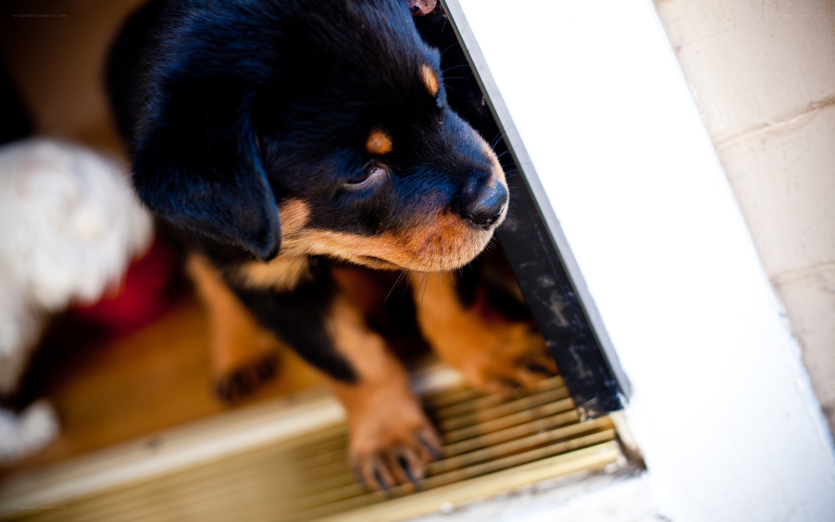 puppy at the door