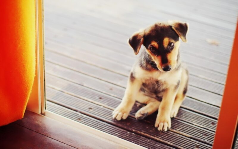puppy at the door