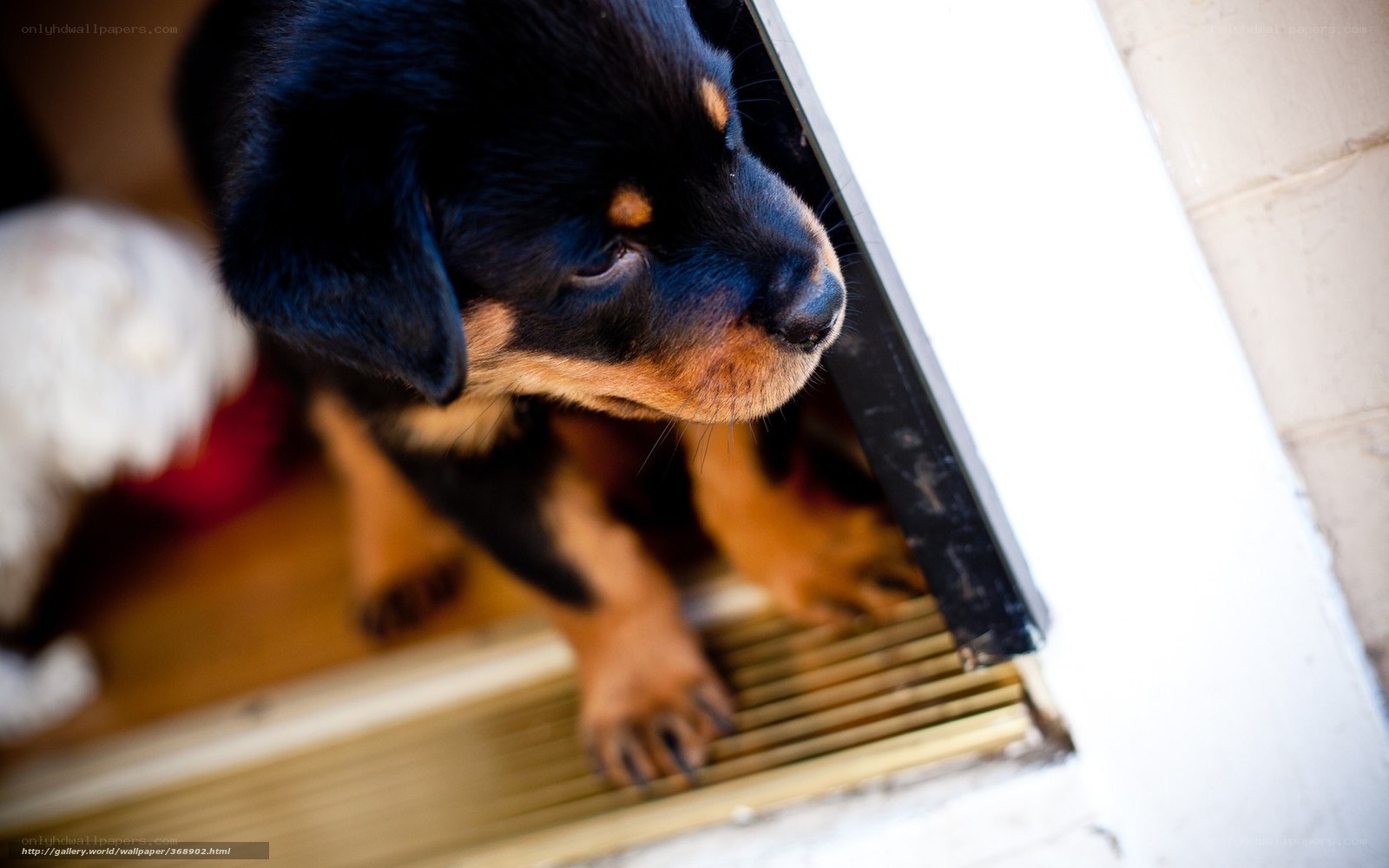 puppy at the door