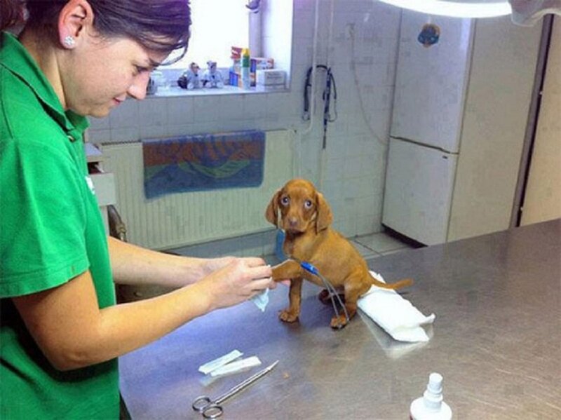 Puppy at Vet Clinic