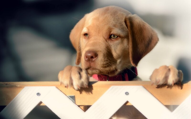 puppy behind a fence