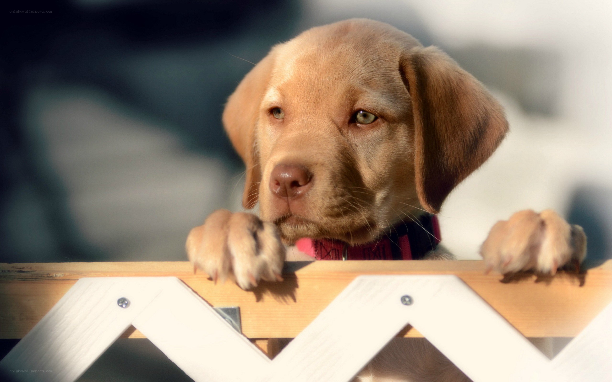 puppy behind a fence