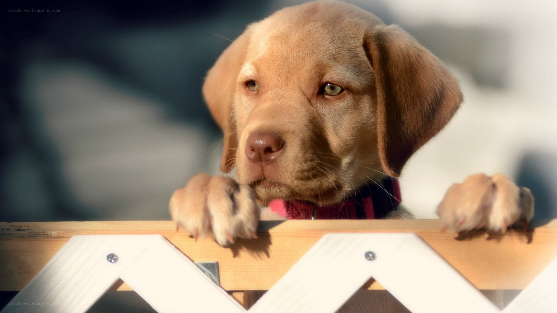 puppy behind a fence