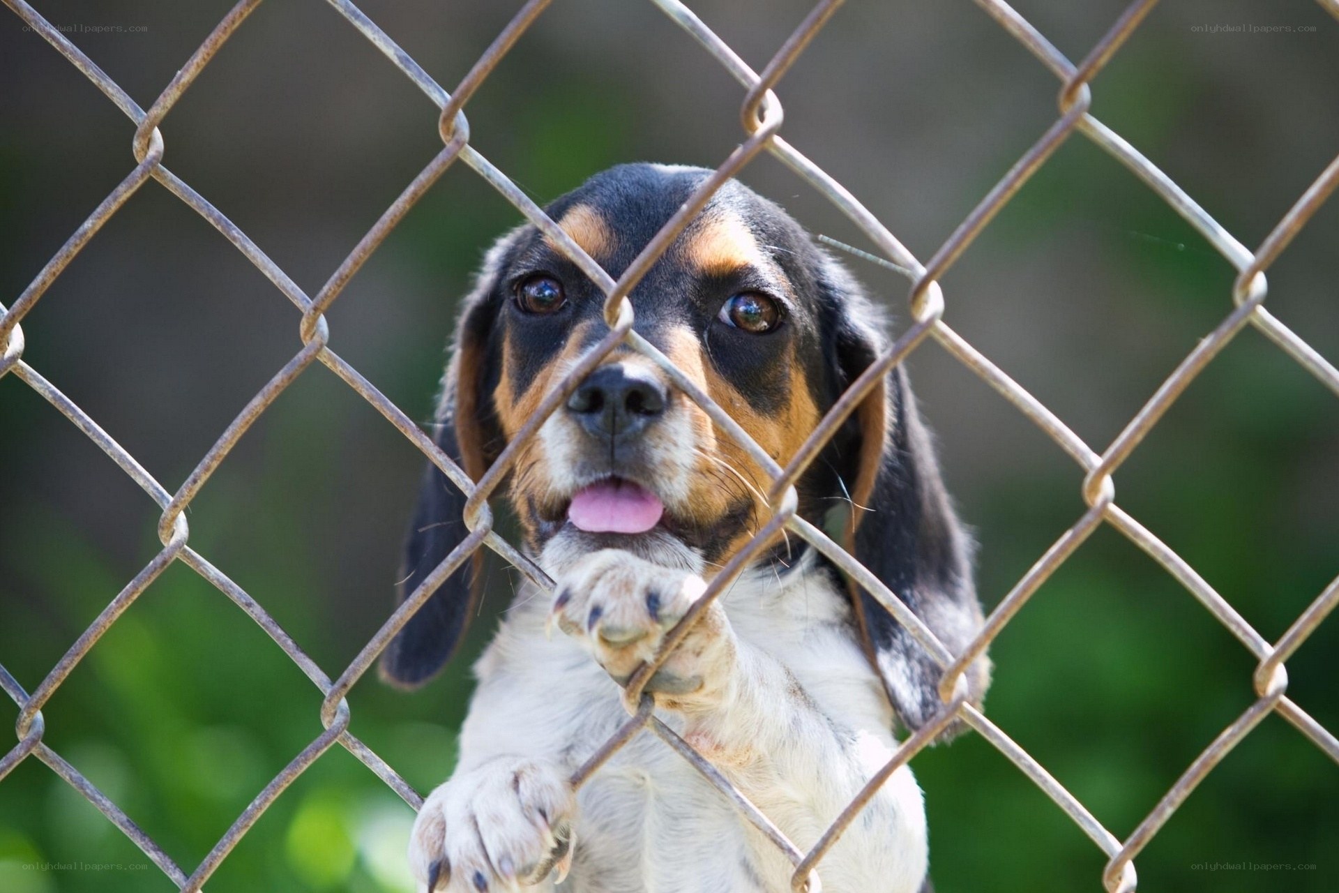 puppy behind chain-link fence