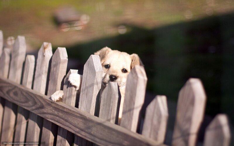 Puppy Behind Fence — Brown