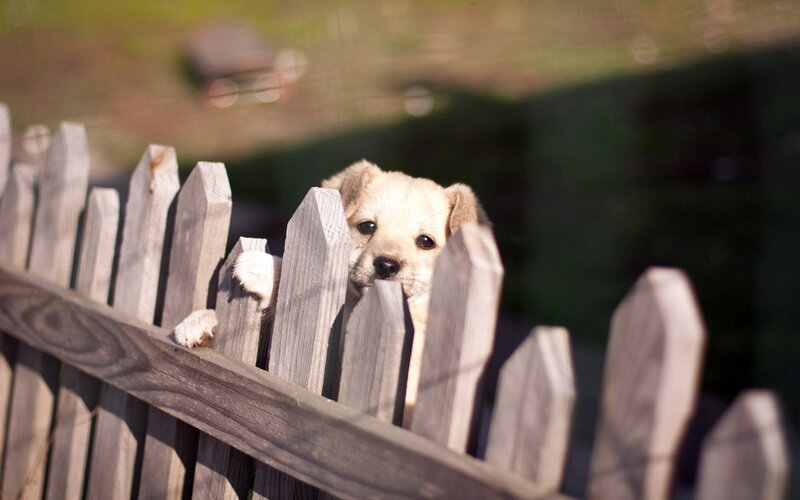 Puppy Behind Fence
