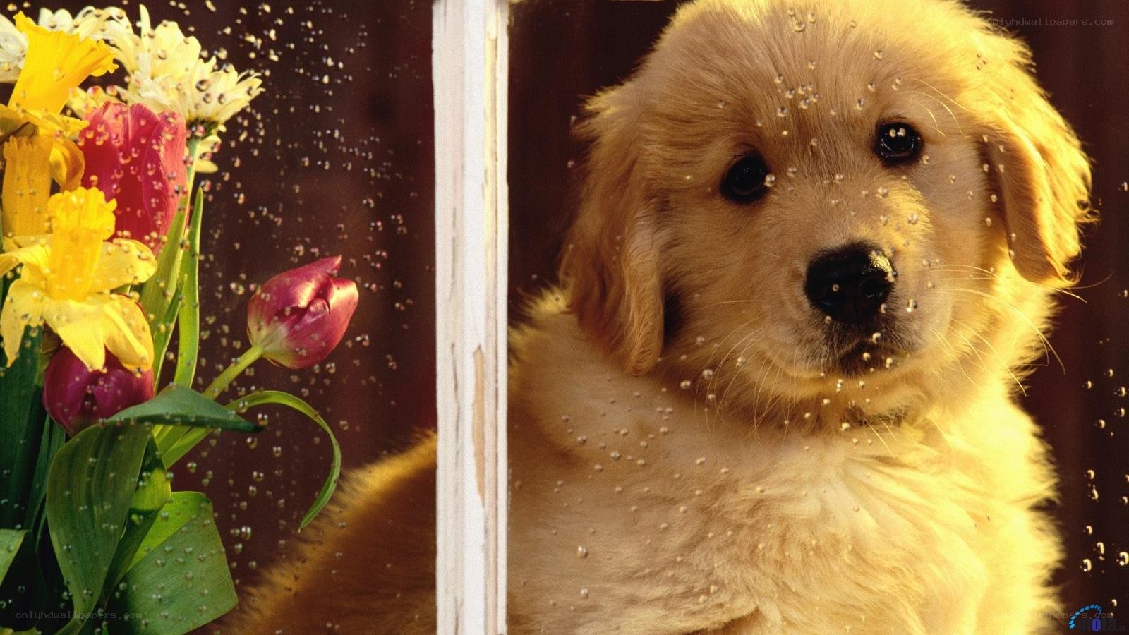 puppy behind rain-streaked window