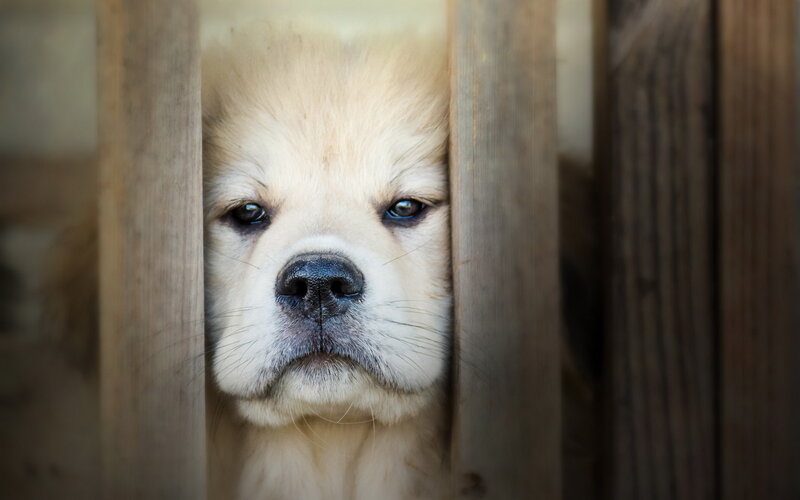 Puppy Behind Wooden Bars