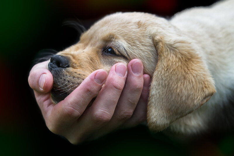 Puppy Being Held — Brown