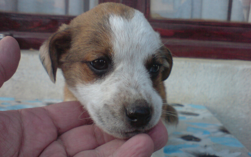 puppy being held gently