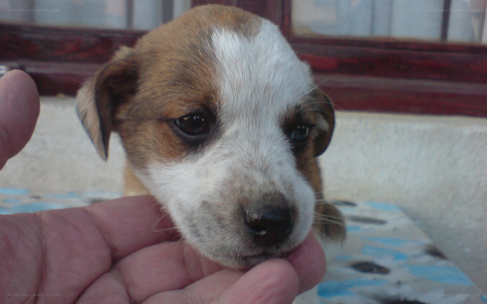 puppy being held gently