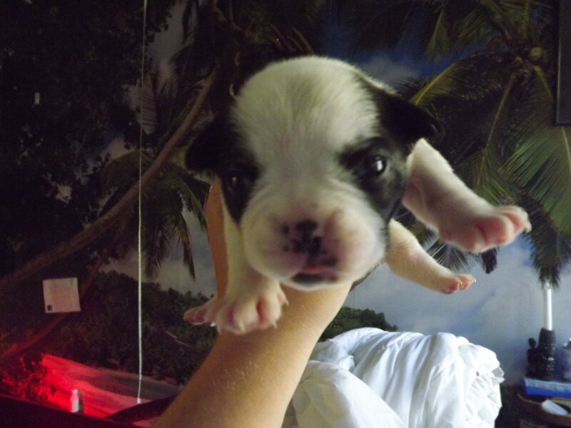 Puppy Being Held