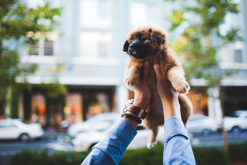 Puppy Being Held Up