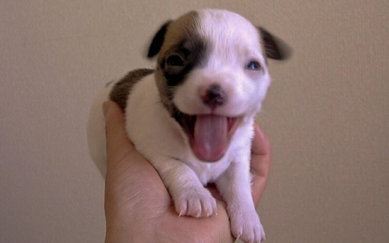 Puppy Being Held — White