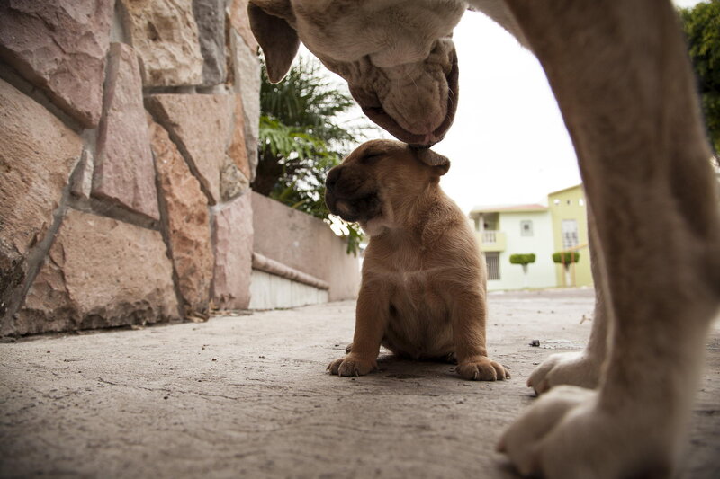Puppy Being Licked — Brown