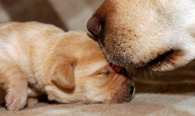 Puppy Being Licked