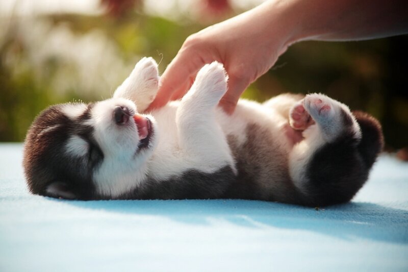 Puppy being petted on its back