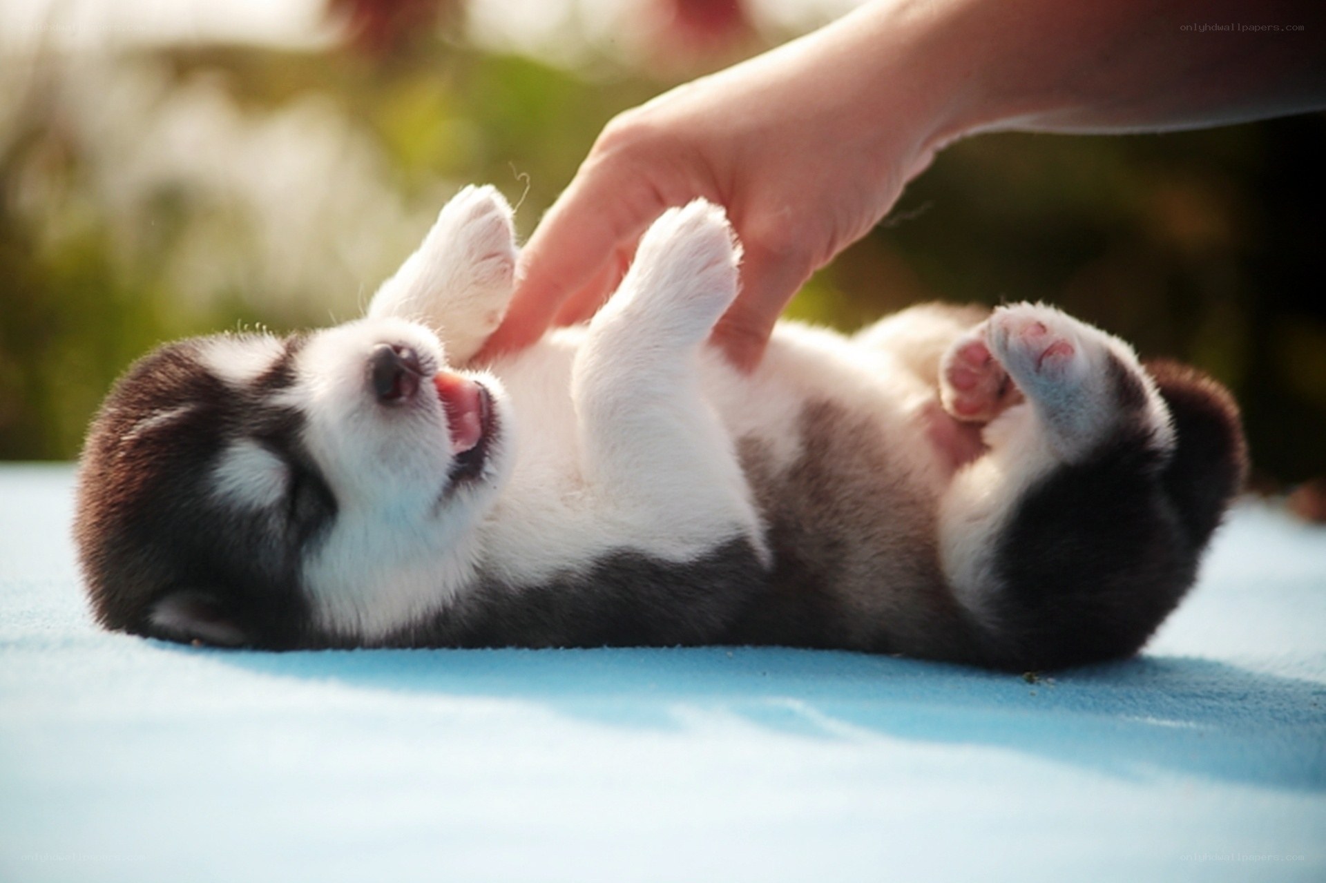 Puppy being petted on its back