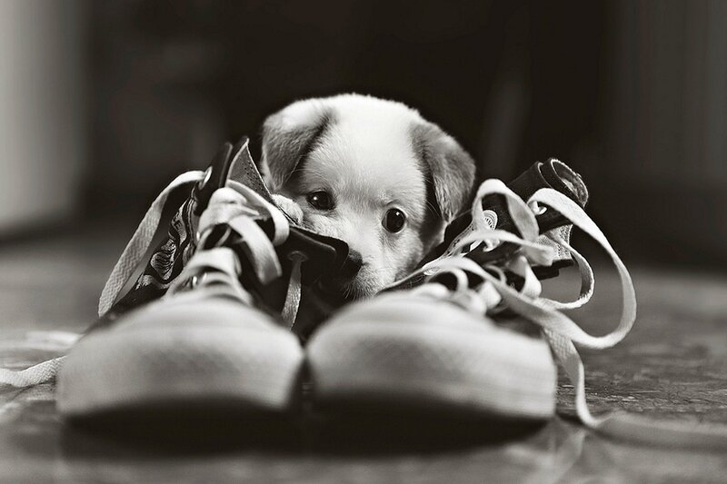 Puppy Between Sneakers
