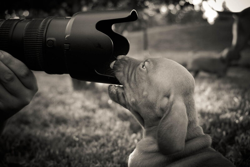 Puppy Biting Camera Lens