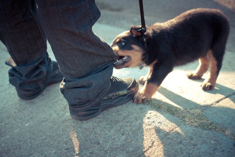 puppy biting jeans