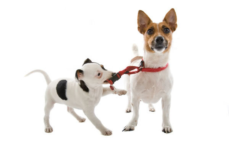 Puppy biting leash of adult dog
