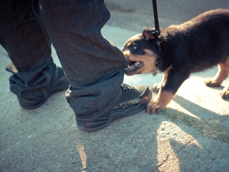 Puppy Biting Pants