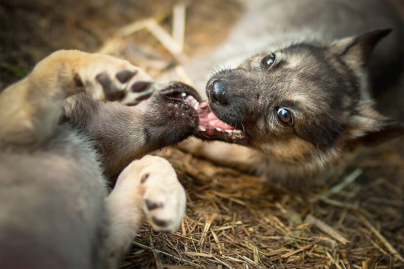 Puppy Biting Paw