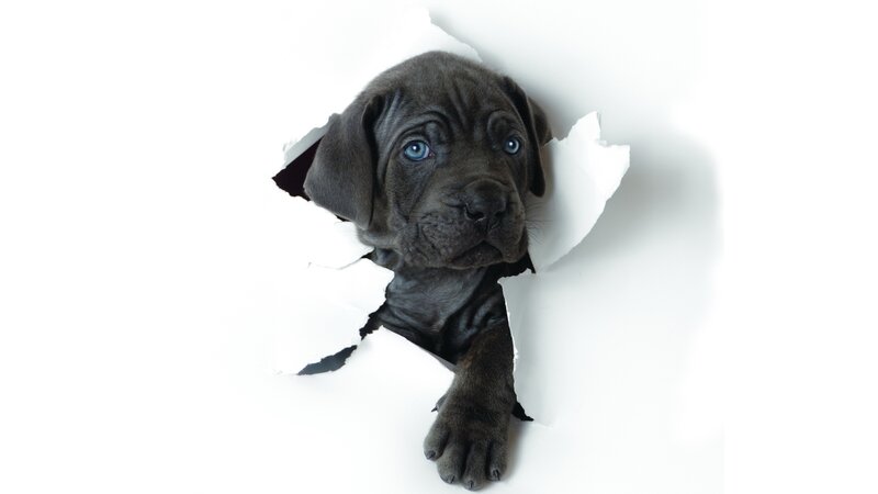 puppy breaking through paper